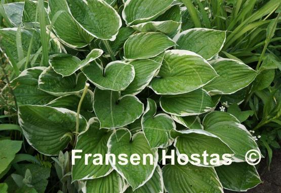 Hosta Francee